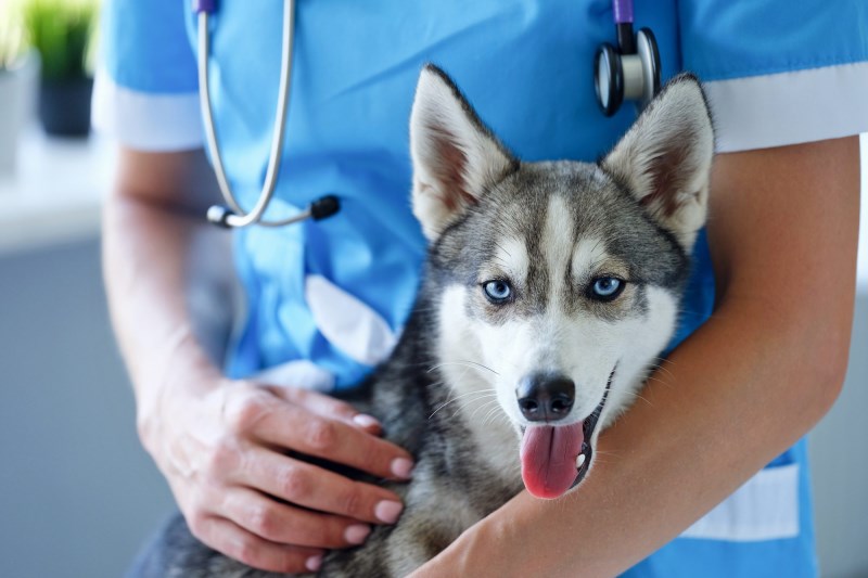 Is Your Dog Wheezing? Here’s What Might Be Causing It and When To Call a Veterinarian