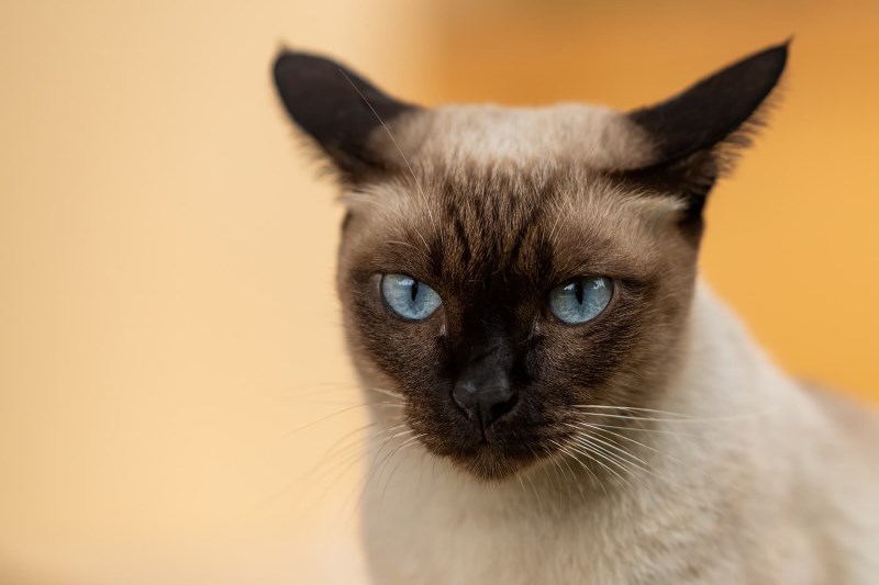 What to Know About the Thai Cat Breed