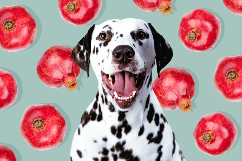 Can Dogs Eat Pomegranate? It’s Complicated