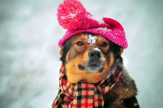 Is Your Dog Ready for Winter?