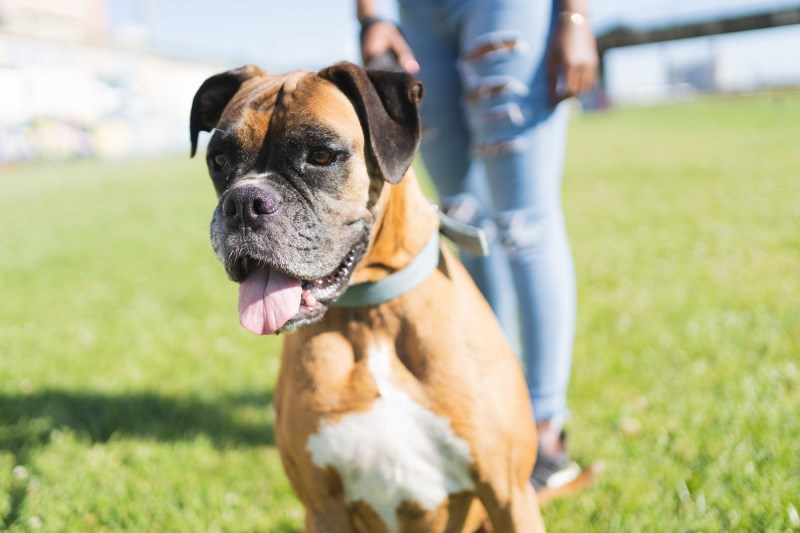 123 Boxer Dog Names for Your Loyal Sidekick