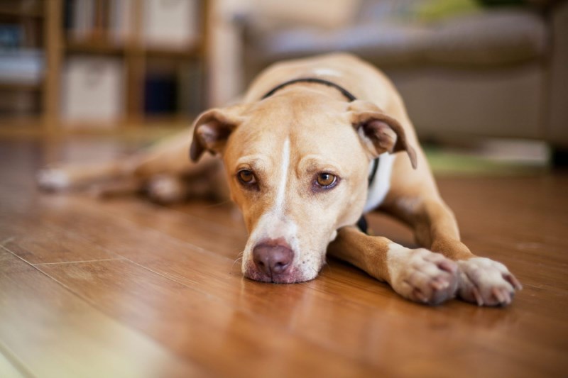 Recent Dog Flu Outbreaks: Why Your Pup Might Need Another Shot