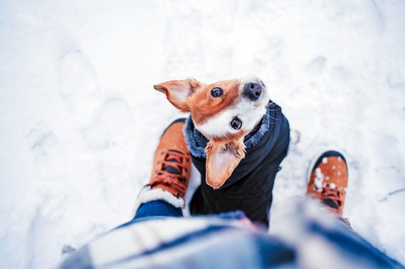 7 Ways to Protect Your Dog’s Paws From Snow, Ice, and Salt This Winter 