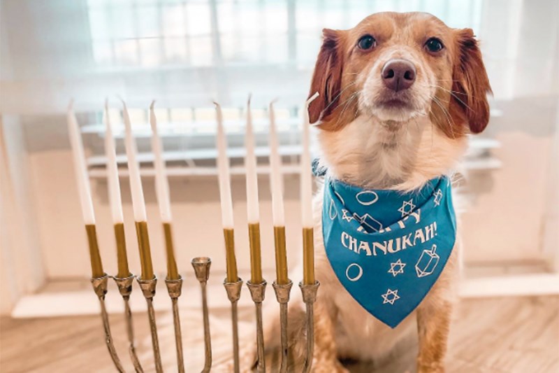 These 14 Pets Celebrating Hanukkah Are the Cutest Things We’ve Seen This Holiday Season