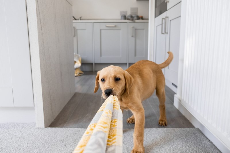 The Best Dog Enrichment Toy? A Rolled-up Towel and Treats