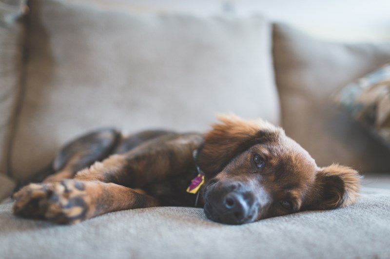 Why Do Dogs Sigh? It’s Not Because They Had a Rough Day 