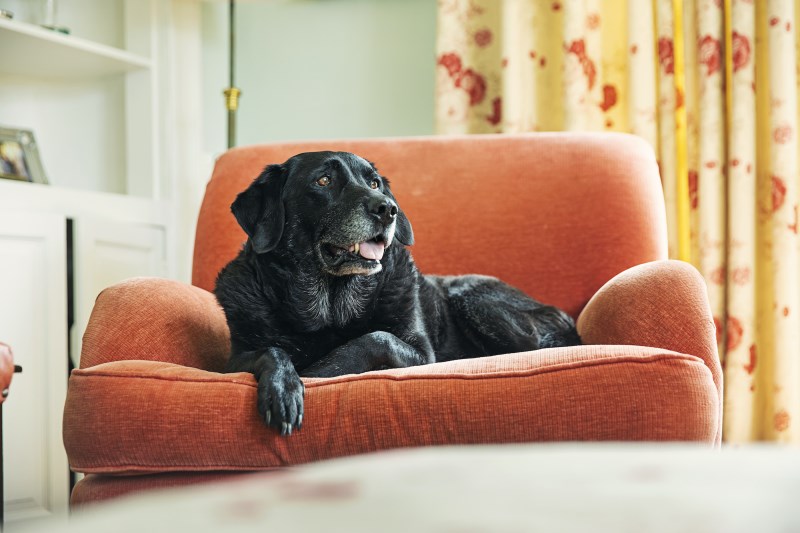 10 Ways To Modify Your Home To Keep Your Senior Dog Comfortable and Safe