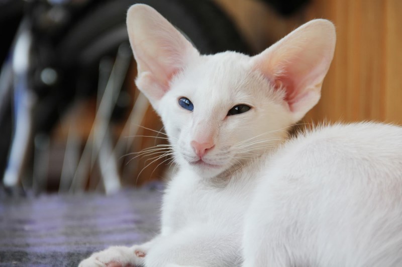 What To Know About the Oriental Cat