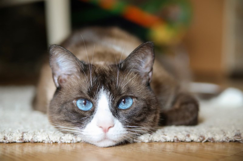 What to Know About the Snowshoe Cat