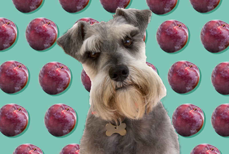 Can Dogs Eat Plums? A Vet Weighs in on This Summer Stone Fruit