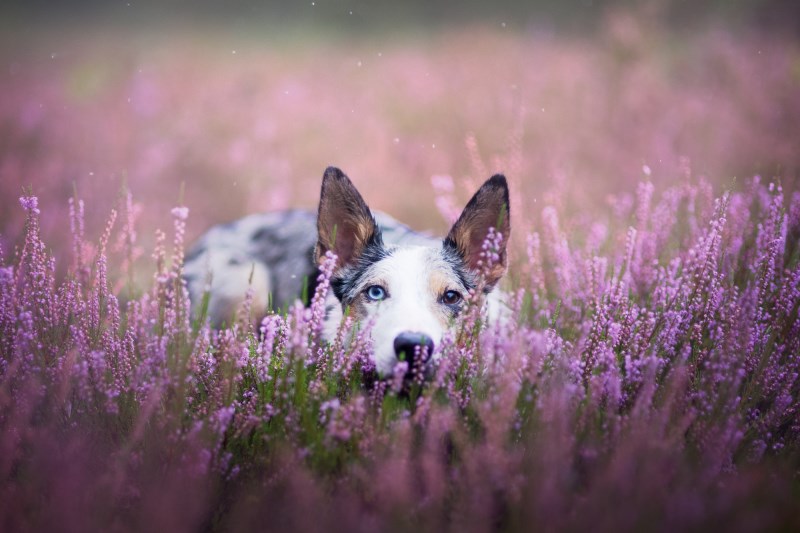 Is Lavender Safe For Dogs? Not Really, According to a Veterinary Toxicologist