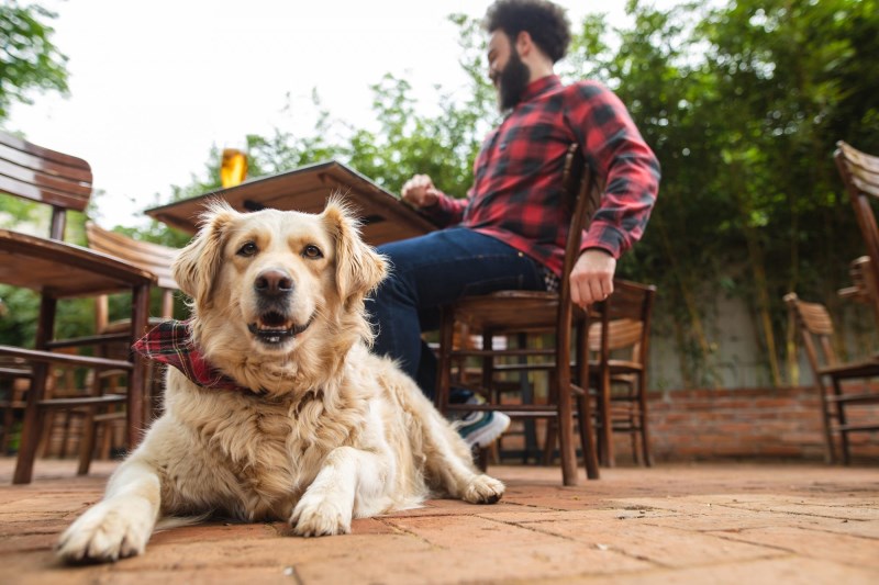 Bottoms Up: Busch Concocts Special Brew to Commemorate National Dog Day