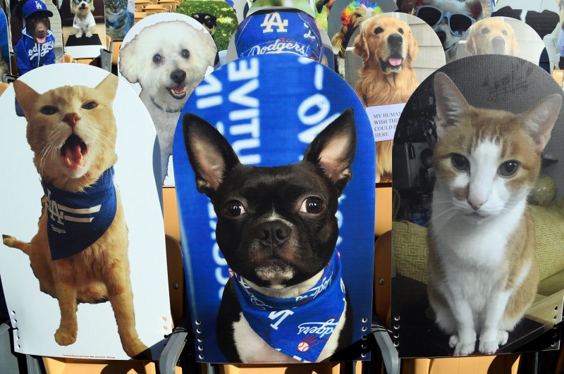 Four-Legged Fans Make Their Appearance at Baseball Stadiums Across the Country