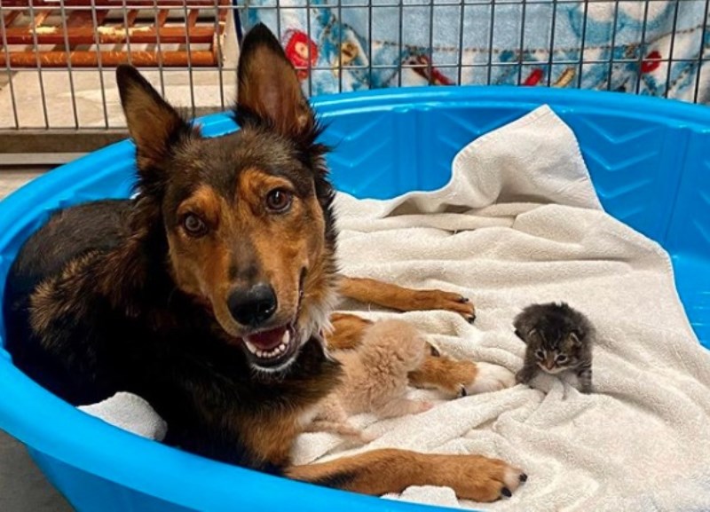 Shepherd Dog Who Lost Puppies Sweetly Dotes on New Kittens