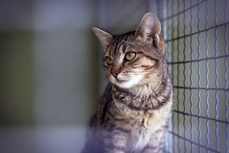 As Wildfires Rage, Animal Hospitals Keep Treating Injured Pets