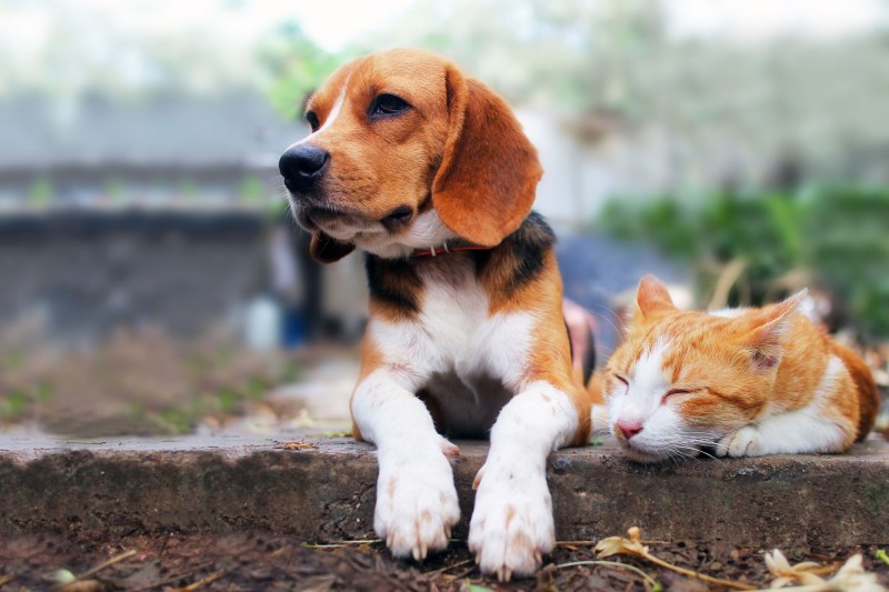 Coronavirus and Pets: Here’s What You Need to Know