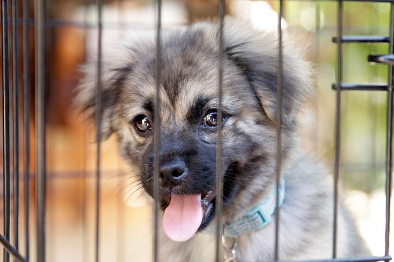 Hoping to Cut Off Puppy Mills, California Law Bans Pet Store Sale of Dogs, Cats