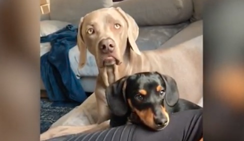 Weimaraner Gets His Own, Much-Smaller Emotional Support Dog