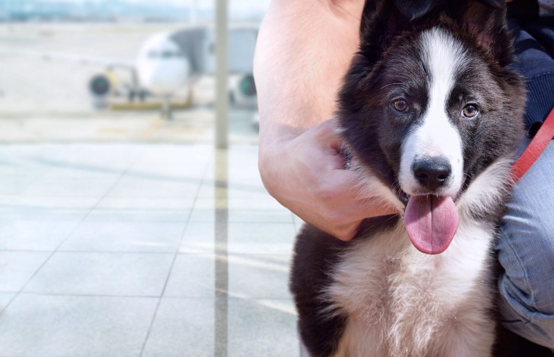 Dogs Have Been Trained to Sniff Out Coronavirus at Finland Airport