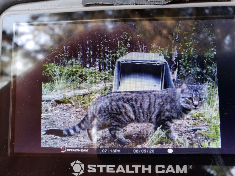 Cat Avoids Bears, Hides in Rockies for 68 Days before Rescue