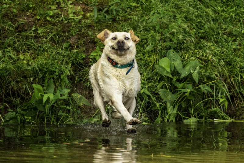 A Definitive Ranking of the Comedy Pet Photography Awards Finalists