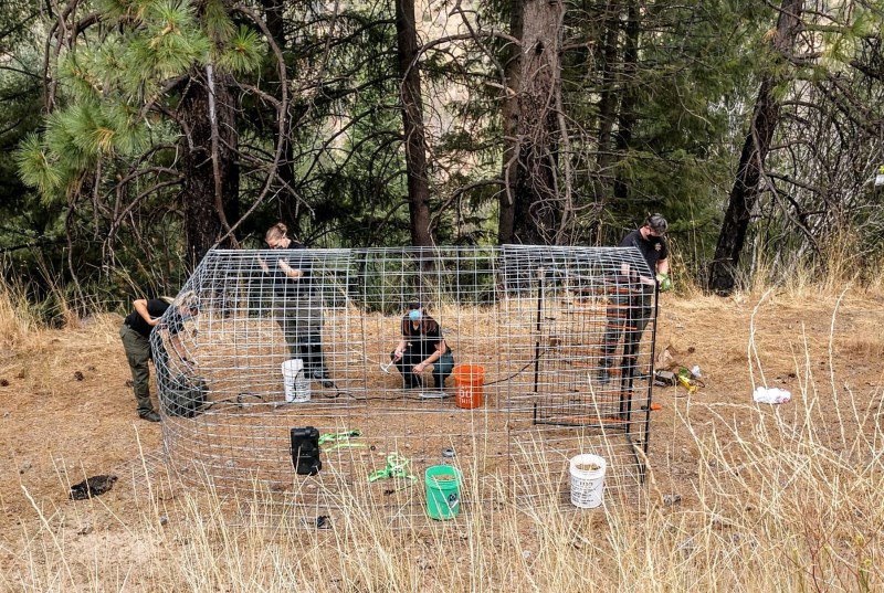 Look at This Big Cage That Rescued Two German Shepherds