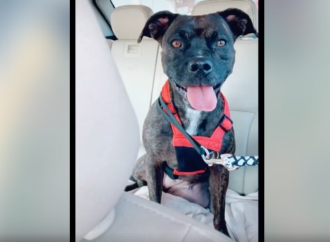 Why You Should Microchip Your Dog: Pup Found After Going Missing for Nearly 3 Years