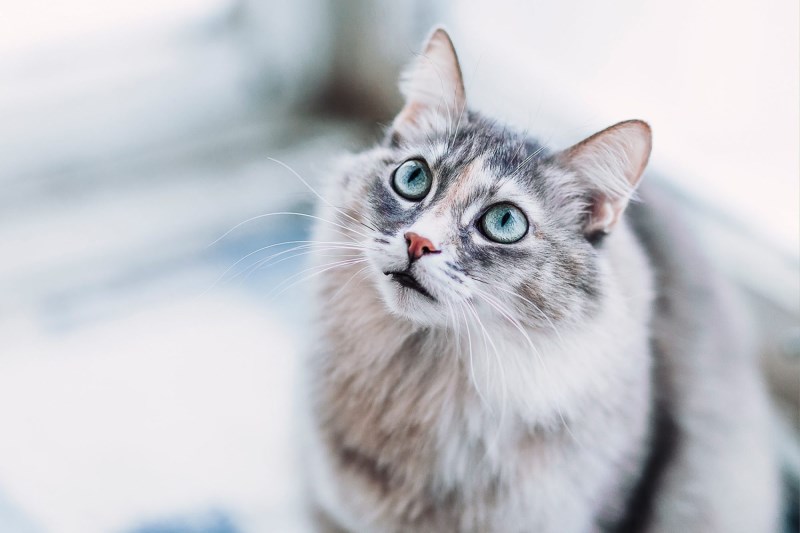 Want Your Cat to Like You? Slow-Blink at Them