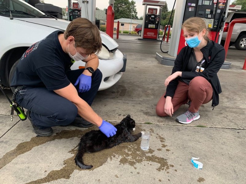 Cats Like This One Hide In Car Engines for Warmth