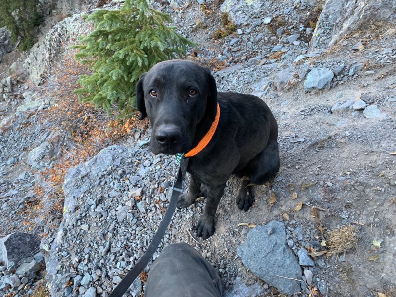 Decker the Dog Escapes Rollover Wreck, Rescued After Days in Colorado Mountains