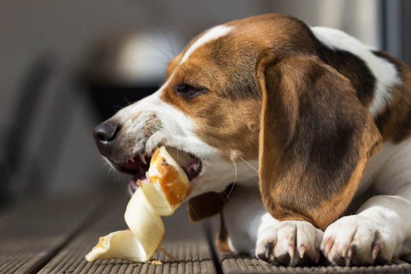 Lawsuit: Earth Animal Uses Rawhide in Chews, Even Though It Claims the Opposite