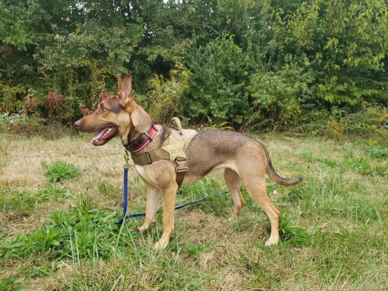 Rosie Was Abandoned, Tied To a Tree—Now, She’s on Her Way to Becoming a Search-and-Rescue Dog