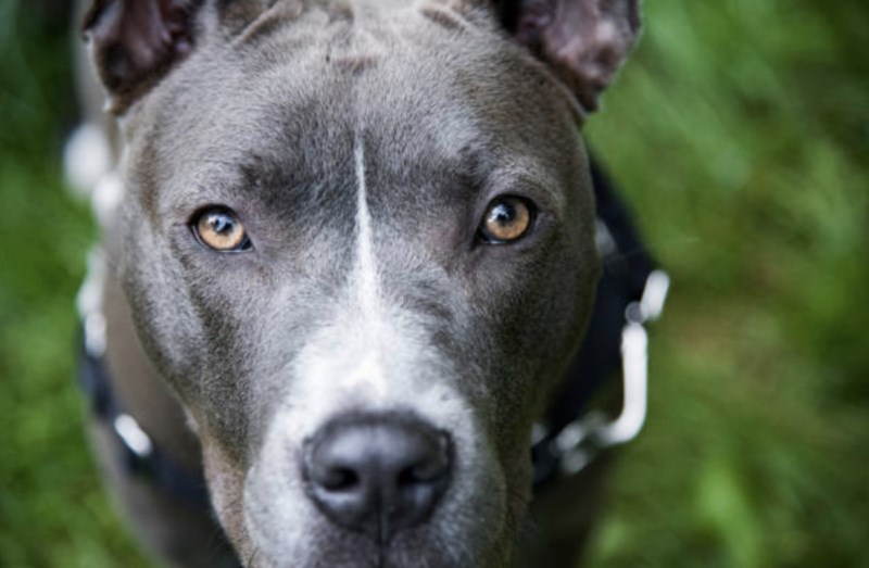 ‘That’s My Boy’: Man Drives 1,200 Miles to Reunite With Missing Dog