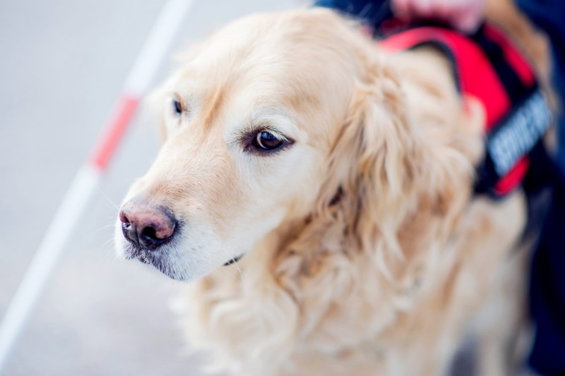 Hey, Don’t Make Your Pup a Fake Service Dog. It Could Get You in Trouble