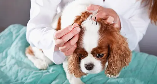 Acupuncture for Your Pets