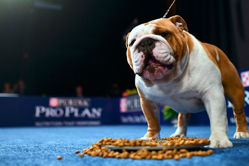 How To Watch the 2020 National Dog Show