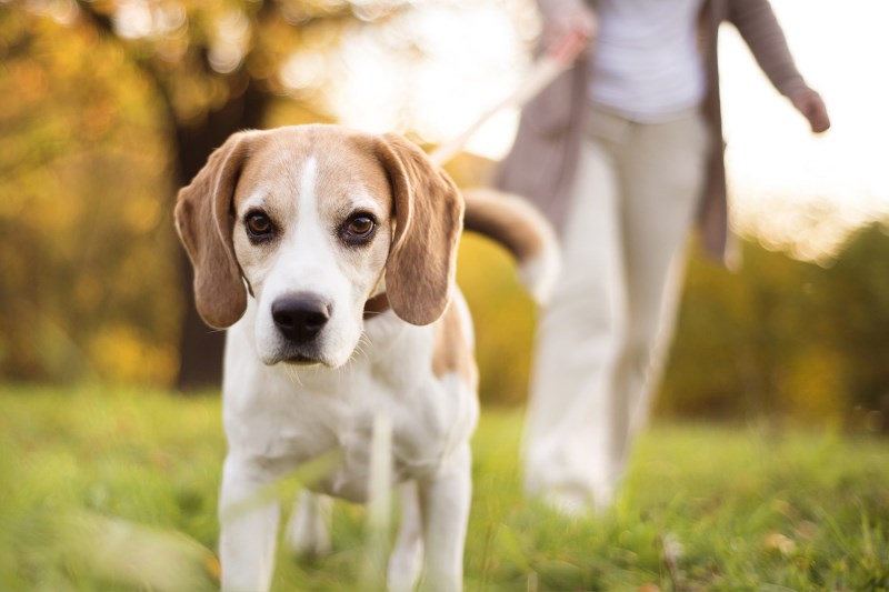 Study Says Dog Walks Are Risky During Pandemic. Here’s How to Be Safe