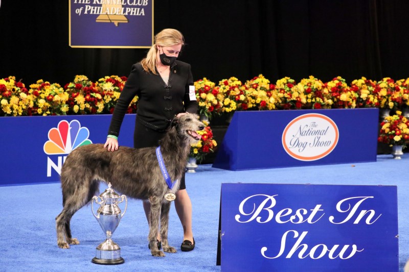 ‘Picture of Elegance’ Scottish Deerhound Captures Best in Show at 2020 National Dog Show