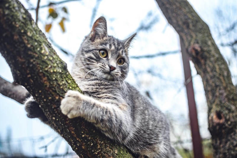 Family Spends Thanksgiving Trying to Rescue Beloved Cat (and Human) from a Tree