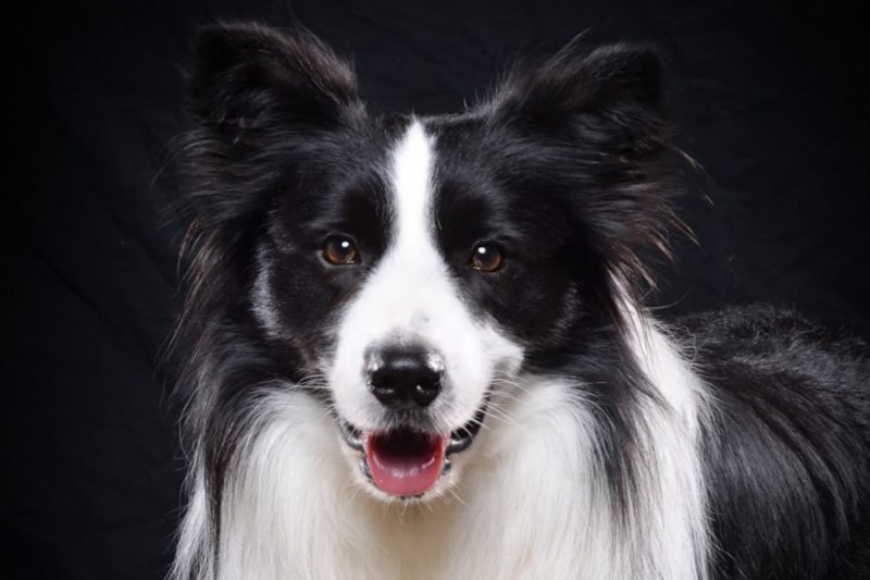 Amos, AKA ‘Hairy Pawter,’ Wins AKC Trick Dog Competition