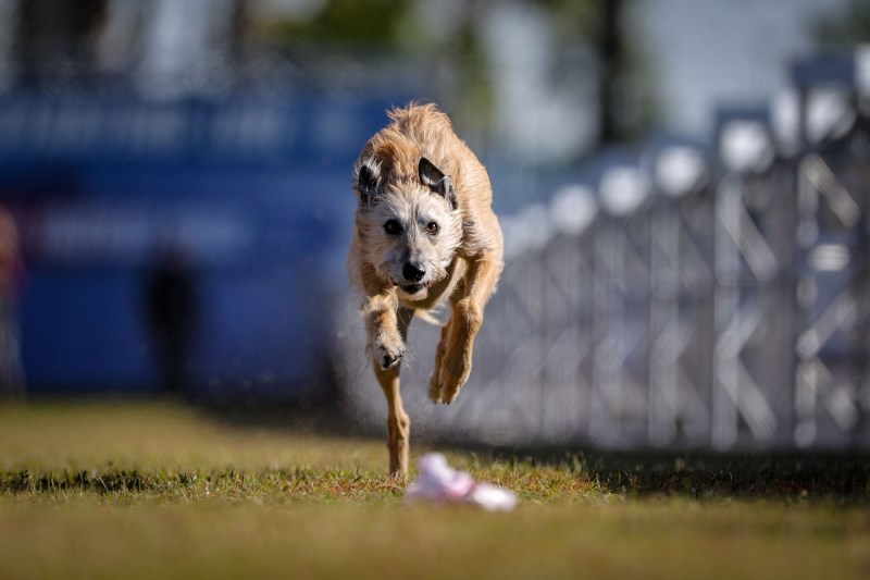 Phelan the Rescue Dog Wins AKC Fast CAT Invitational With Blistering Speed