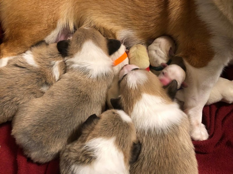 ‘Pretty Magical’: Corgi Nurses Lab Pups After Their Mom Dies