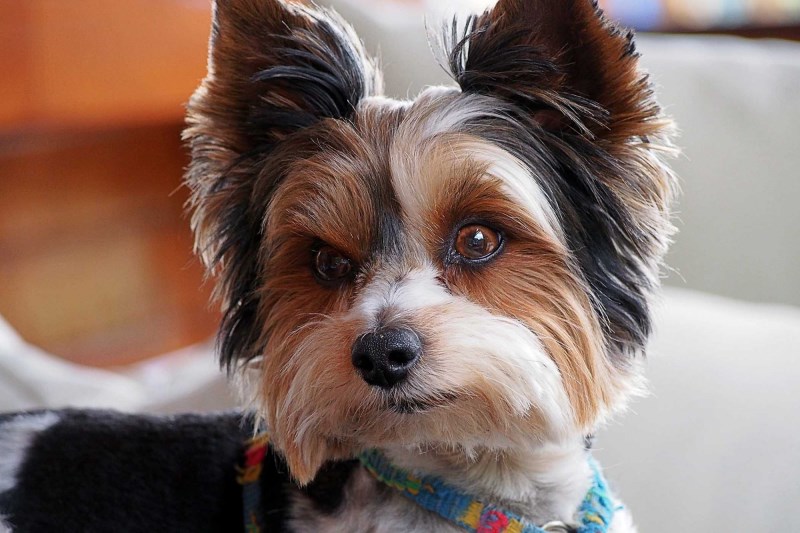 Biewer Terrier Earns AKC Recognition, Will Compete in Toy Group