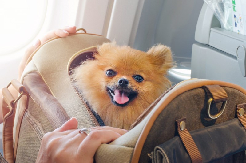 U.S. Airlines Have Begun Banning Emotional Support Animals