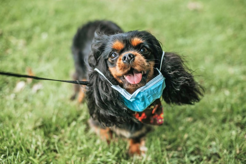 No, You Don’t Need a Face Mask for Your Dog