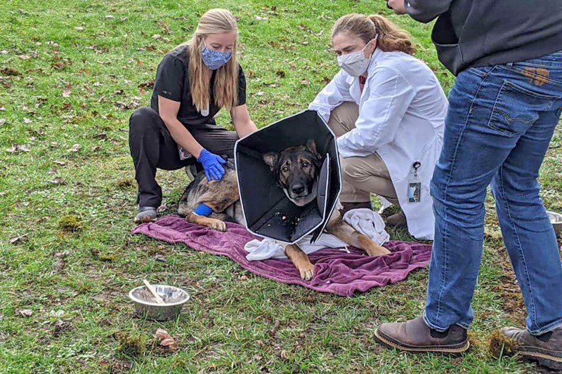 K-9 Officer Arlo Welcomed Home after Shooting Nearly Killed Him, Receives AKC Award