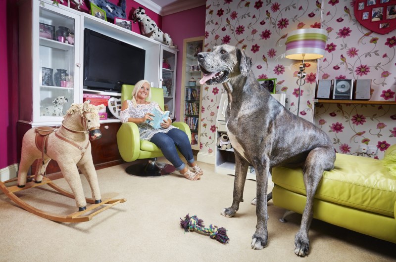 Freddy, a Great Dane Who Was the World’s Tallest Living Dog, Dies at Age 8