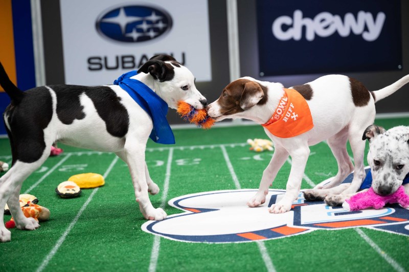 Here’s How to Watch the 2021 Puppy Bowl