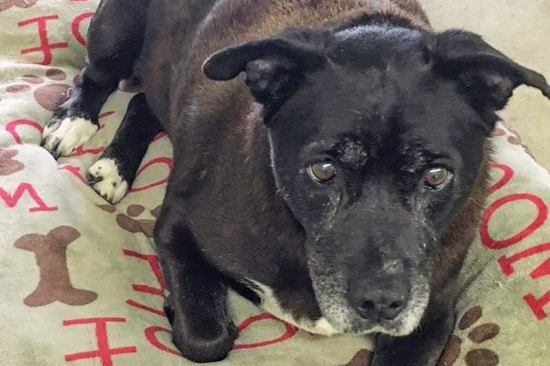 Wiggles the Dog Is Finally Heading Home After <em>11 Years </em>in Shelter