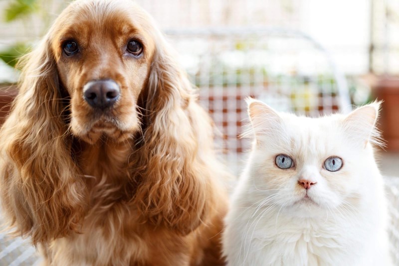 Did Your State Adopt More Dogs or Cats During the Pandemic?